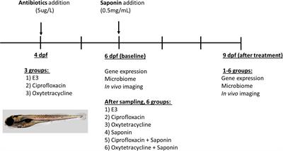 Exposure to Antibiotics Affects Saponin Immersion-Induced Immune Stimulation and Shift in Microbial Composition in Zebrafish Larvae